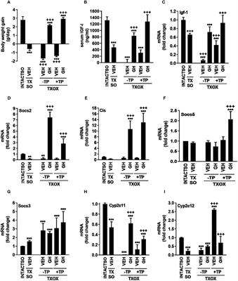 Transcriptomic and lipid profiling analysis reveals a functional interplay between testosterone and growth hormone in hypothyroid liver